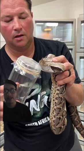 Hemotoxic venom breaks down cells #Hemotoxin #venomous #snakebite #snake #reptile #fyp #nature #educational #animalfacts