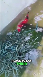 Koi Fish Spawning: Secret Tips for Success!