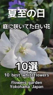 夏至の日 咲いてた白い花10選 庭の花 #庭の花 #花のある風景 #山野草 #花風景 #花のある暮らし #ガーデニング #夏至 #二十四節気 #nature #flowers #garden