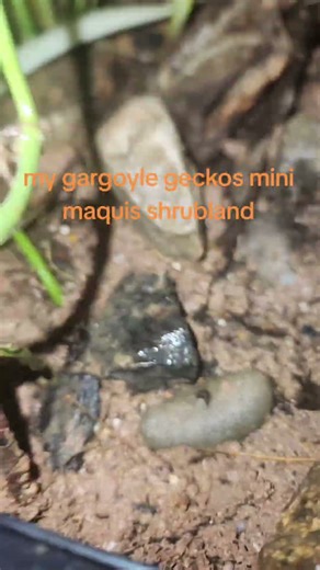 Gargoyle gecko natural environment type enclosure #terrarium