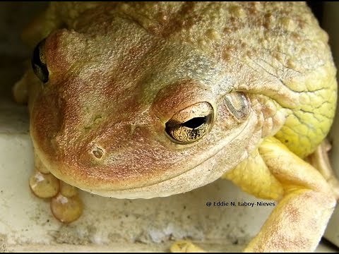 Rana Cubana (Osteopilus septentrionalis) Cuban Giant Treefrog