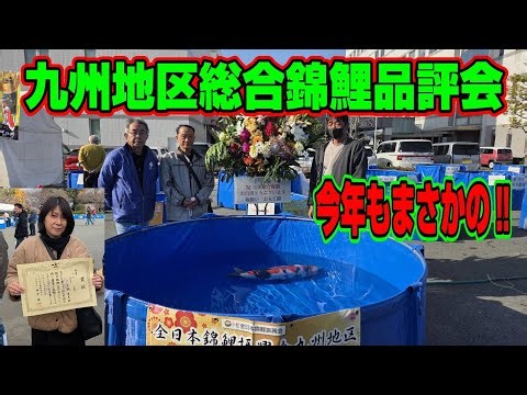 【汚池再生計画】2025『九州地区総合錦鯉品評会』今年も出品参加したら、まさか、まさかの結果に‼#錦鯉 ＃koipond#koi ＃錦鯉品評会＃泳ぐ宝石錦鯉