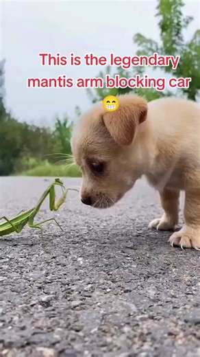 #惊艳 #功夫 #交手 #螳螂