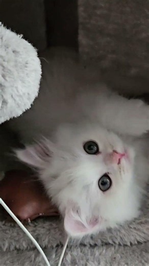 Meet Missy 🤍 Turkish Angora Kitten