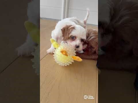 Golden Valley Cavapoo Puppies at 7 Weeks