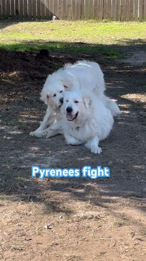 Pyrenees fight!