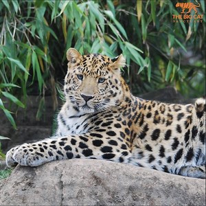 41K views · 3.2K reactions | 李 Last week we welcomed our newest resident Luka, a two-year-old Amur leopard from our friends at @Colchester Zoo. Luka has joined us as part of the breeding programme for Amur leopards and he is been identified as a partner for Xizi!  Watch this video to see behind-the-scenes of a big cat move! | The Big Cat Sanctuary | Facebook