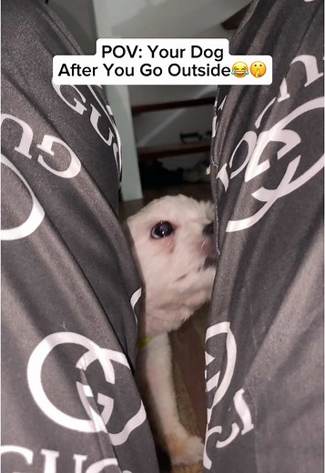 Madami makaka relate dito🤣😂 #laysabenusa #dog #maltese #fyp #foryou