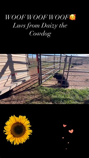 52 reactions · 8 comments | Hellllooooo cowdog peeps !! Oh how I love...