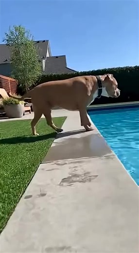 Tiny Chihuahua Faces Off Against Pit Bull in Hilarious Moment