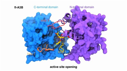 APOBEC3B全貌初现，癌症治疗新曙光？🧬✨