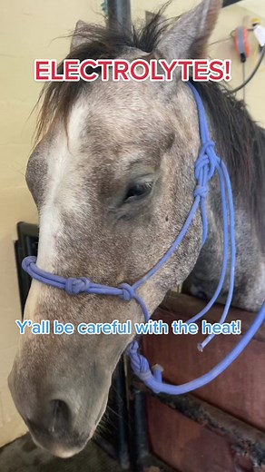 Caring for Horses in Hot Weather: Essential Tips