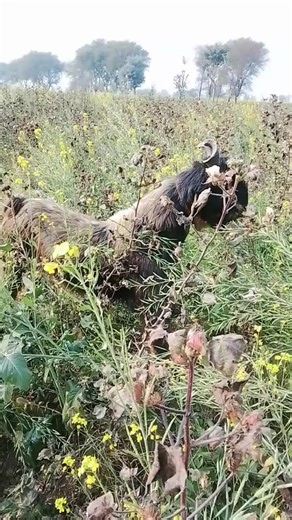 yosif (@yosif2264)’s videos with original sound - yosif