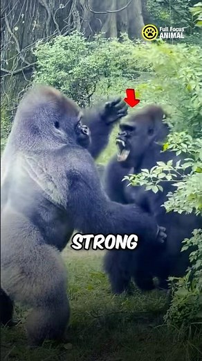 The Strongest Gorilla in the World 🦍