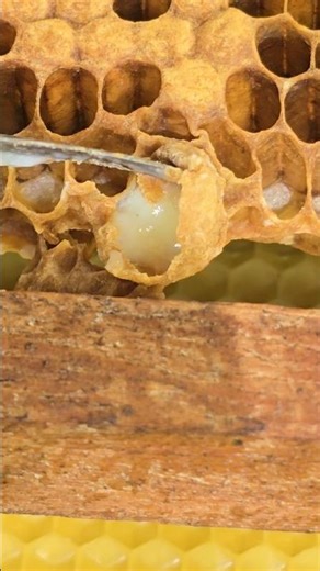 Oh! Removing queen cell out of beehive #beehealth #beefeater #bee #beepasture #honeybee #beehive
