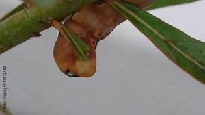 Time-lapse close up shot of oleander hawk-moth caterpillar clings to the plant, feeding on the fresh green stem and leaves in its natural habitat.