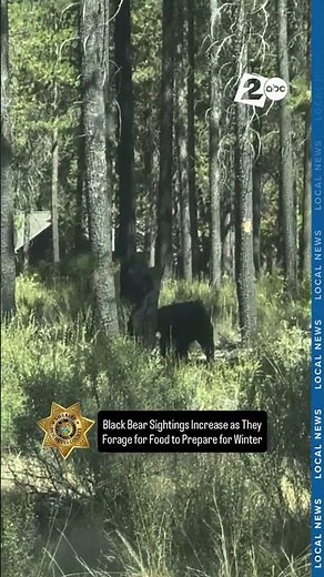 Deschutes County Sheriff's Office unit captures video of a black bear near Sunriver