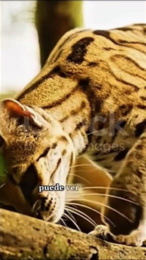 El ocelote es uno de los felinos más sigilosos de la naturaleza