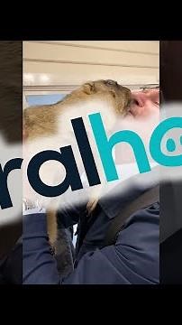 Pet Groundhog Greets Loving Owners || ViralHog