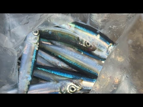 Fishing in Japan 🇯🇵