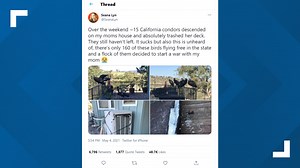 Flock of giant California condors trash woman's home