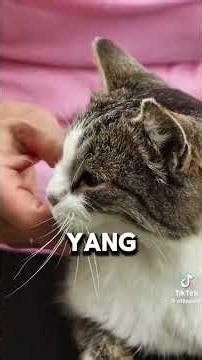 bahas hewan apa lagi nih? #memes #kucing #cat #kucingimut #cutecat