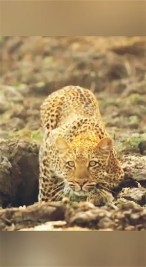 leopard hunt baboon on trees😱 #wildlifeshorts #facts