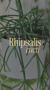 🌵 Meet Rhipsalis – The Tree-Loving Cactus! Unlike typical desert cacti, Rhipsalis is an epiphytic cactus that naturally grows on trees! 🌿✨ 🌞 How to Grow Rhipsalis: ✔️ Hanging Pots – Best for mimicking their natural environment. ✔️ Well-Draining Mix – Use peat, perlite, lava sand, pumice, & pine bark for tree-like conditions. 🌲 ✔️ Root Boost – Add biotone to support healthy root growth. ✔️ Water & Light – Keep soil lightly moist & provide bright, indirect light for fluffy, thriving growth. We