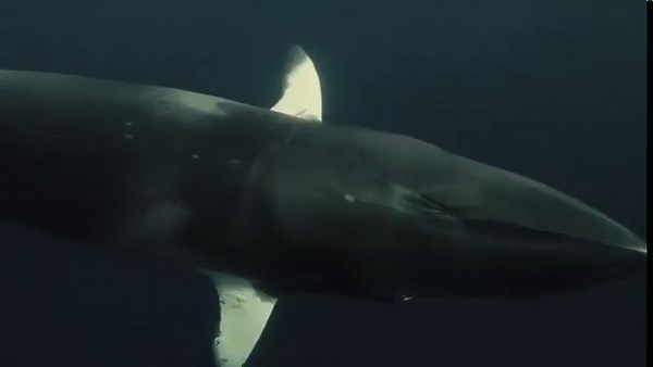 Amazing Minke Whale Spotted in Great Barrier Reef