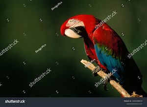 Red-and-green Macaw -ara Chloroptera- Pauses On Stock Photo 2505389679 | Shutterstock