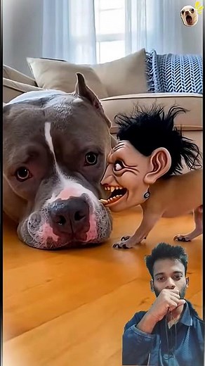 "Try Not to Laugh Challenge: Hilarious Dog Pranks That Will Leave You in Stitches!" #DogFunnyPrank