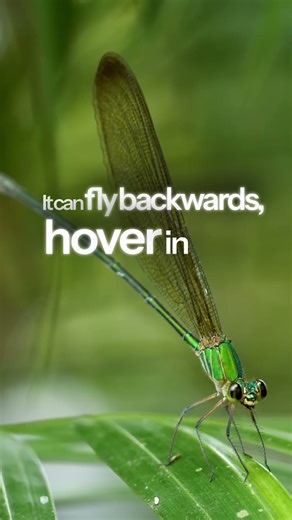 This Bug Hunts Like a Predator