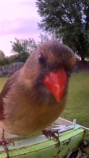 Female Northern Cardinal ❤️