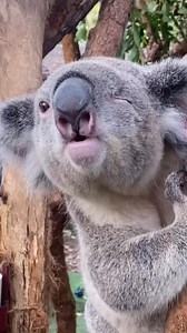 So adorable #koalachallenge #koala | Cute koala