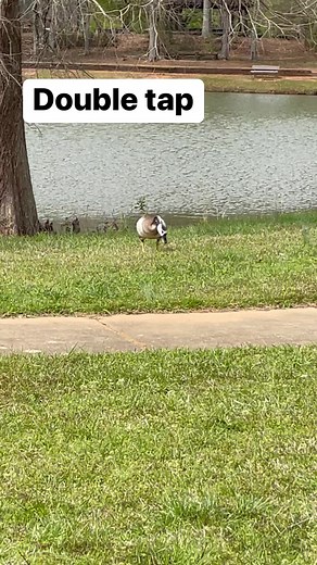 Extremely rare! I was luck to see this hybrid duck, very likely, it was Canada Goose Hybrid with Greylag Goose #rarebeauty #tbt #hybridbirds #hybridgeese #fbreelsvideo #viralpost #instagram | Muhammad Saleem