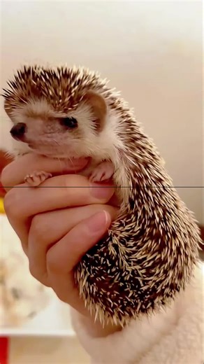 hedgehog pet hedgehog cute hedgehog baby hedgehog funny hedgehog hedgehog video hedgehog pet small pet exotic pet pet animals cute animals adorable animals animal video animal lovers pet lovers pet care pet lifestyle daily pet video viral animal video cute pet content fyp for you for you page viral trending tiktok viral tiktok pets tiktok animals explore watch till end #foryoupage #hedgehog #fyp #viral #trending