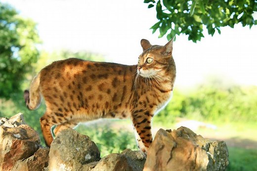 14 Cat Breeds That Look Like Tigers or Wild Animals | LoveToKnow Pets