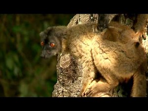 LES MAKIS DE MAYOTTE