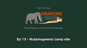 1.1K views · 43 reactions | Get to Know Gonarezhou! Follow our...