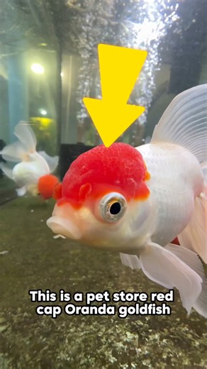 12K views · 154 reactions | Here’s the difference between a pet store oranda goldfish vs a Thai imported oranda goldfish! | Luke’s Goldies | Facebook