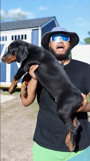 The BIGGEST Doberman Pup In The WORLD 🌍🗺️ #shorts