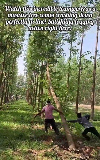 Amazing Tree Felling Teamwork You Must Watch Now