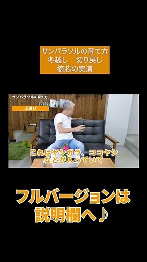サンパラソルの育て方 冬越し 切り戻し 摘芯の実演#Shorts