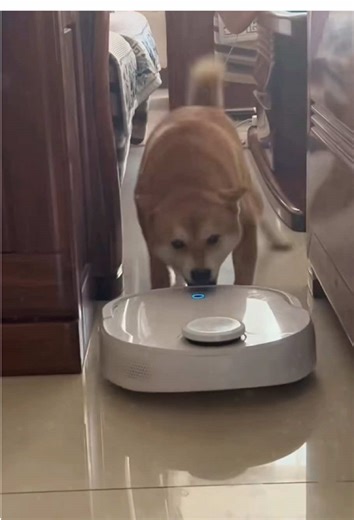 The dog is angry😡😡🤬#funnydog #angrydog #dogs #dogsvideo #usa🇺🇸