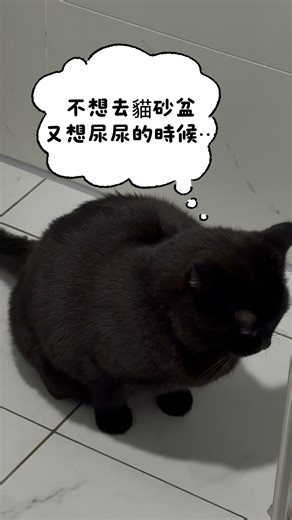 11K views · 671 reactions | I’m surprised that my cat can find a place to pee when he refuses to use the litter box. Not only could a child learn behavior from their parents, but also could an “angel” cat. | 許藍方博士 Dr. Gracie | Facebook