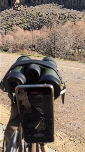 Kuzgun 🪶🦅 #digiscoping #wildlife #vahşidoğa #vahşihayvanlar