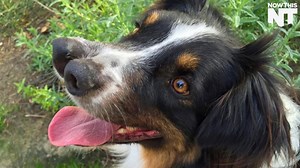 8.3M views · 102K shares | This two-nosed dog was almost put down because he looks "different" — but he found a loving home thanks to Venice Beach Freakshow | NowThis | Facebook