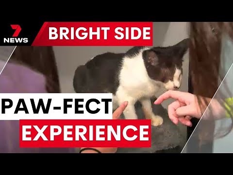 RSPCA animal experience for western Sydney students | 7NEWS