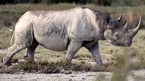From tusks to tails, nations eye trade in endangered species