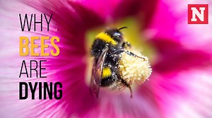8.3K views · 115 reactions | Bees around the world are facing a variety of threats from pesticides to urbanization. But one of the most recent dangers to the population is climate change. | Newsweek | Facebook